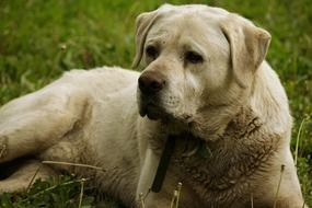 dirty labrador on the grass
