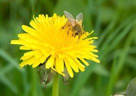 fly on yellow dandelion bud