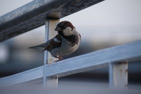 sparrow sitting on the railing