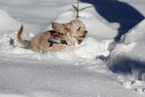 cocker spaniel frolicking in the snow