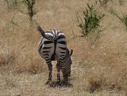 Wild black and white zebra in Africa