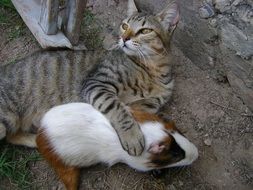 friendship of a pet cat and a rodent