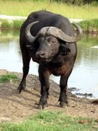 buffalo near water in africa