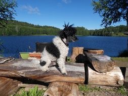 black and white royal poodle