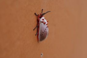 red-white exotic moth on the wall