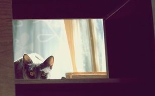 black Cat Looking from window