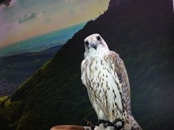 falcon is a bird of prey