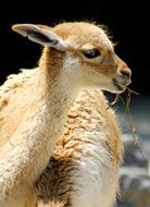 llama in the animal world
