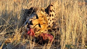 cheetah eating its prey