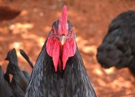 Black Rooster