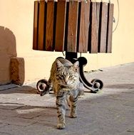 cat walking down the street