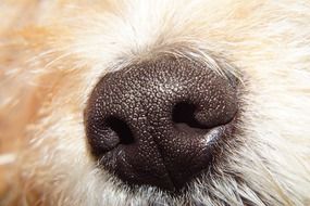 Dog Head Nose