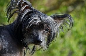 beautiful Chinese Crested Dog close-up