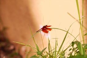 insect on Green plant closeup