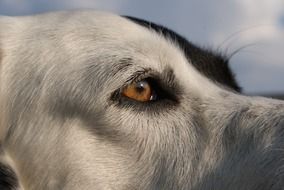 eye on dog face close up