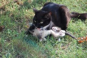 Cat licking her kitten on grass