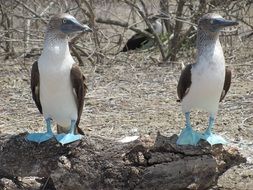 Couple Tropical birds with blue legs