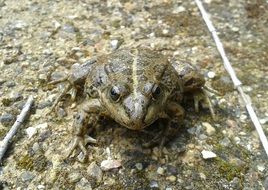 big green frog in the wild