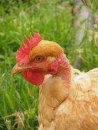 rural red chicken close-up on blurred background