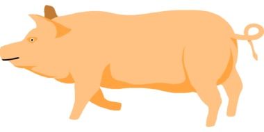 Barn Farm Pig drawing