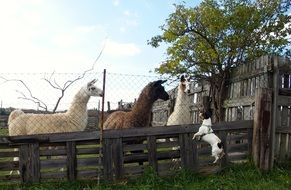 jump jack russel in the alpaca farm