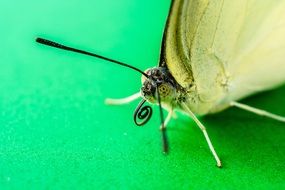 butterfly with long feelers