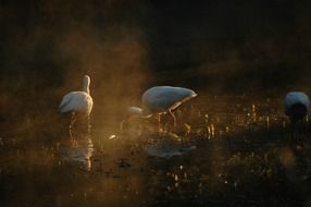 wild storks on the lake at dusk