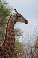 giraffe on a background of trees