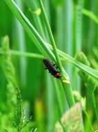 black soldier beetle on a green stalk close-up