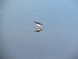 Water Bird at Lake