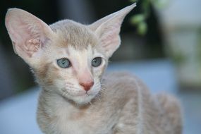 portrait of thoroughbred kitten with huge ears