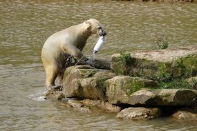 picture of the Polar Bear in the wildlife