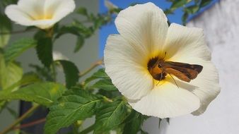 butterfly on white garden flowers