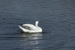 White swan is swimming in the lake