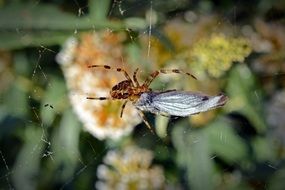 Prey Spider