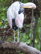 hitchng Marabou stands on tree trunk, Thailand