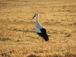 a stork stands on a field with dry grass