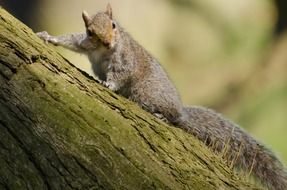 beautiful squirrel on a tree trunk