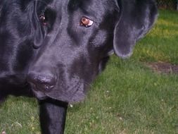 black shiny labrador close up