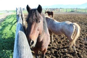 Domestic horses are on the farm