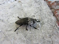 Macro photo of beetle