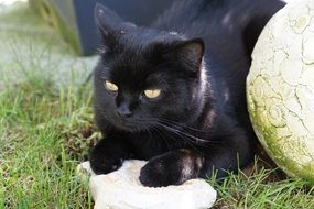 Black Cat with Stone