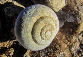 spiral shell in wildlife
