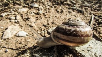 snail with horns