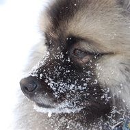 Dog Fluffy in Snow