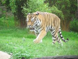 walking carnivorous tiger