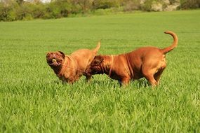 running bordeaux dogs on the green meadow