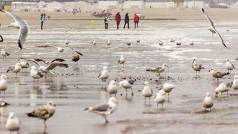 seagulls and people on the coast of the North Sea