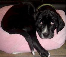 black dog on a pink pillow
