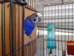 blue wavy parrot in a cage